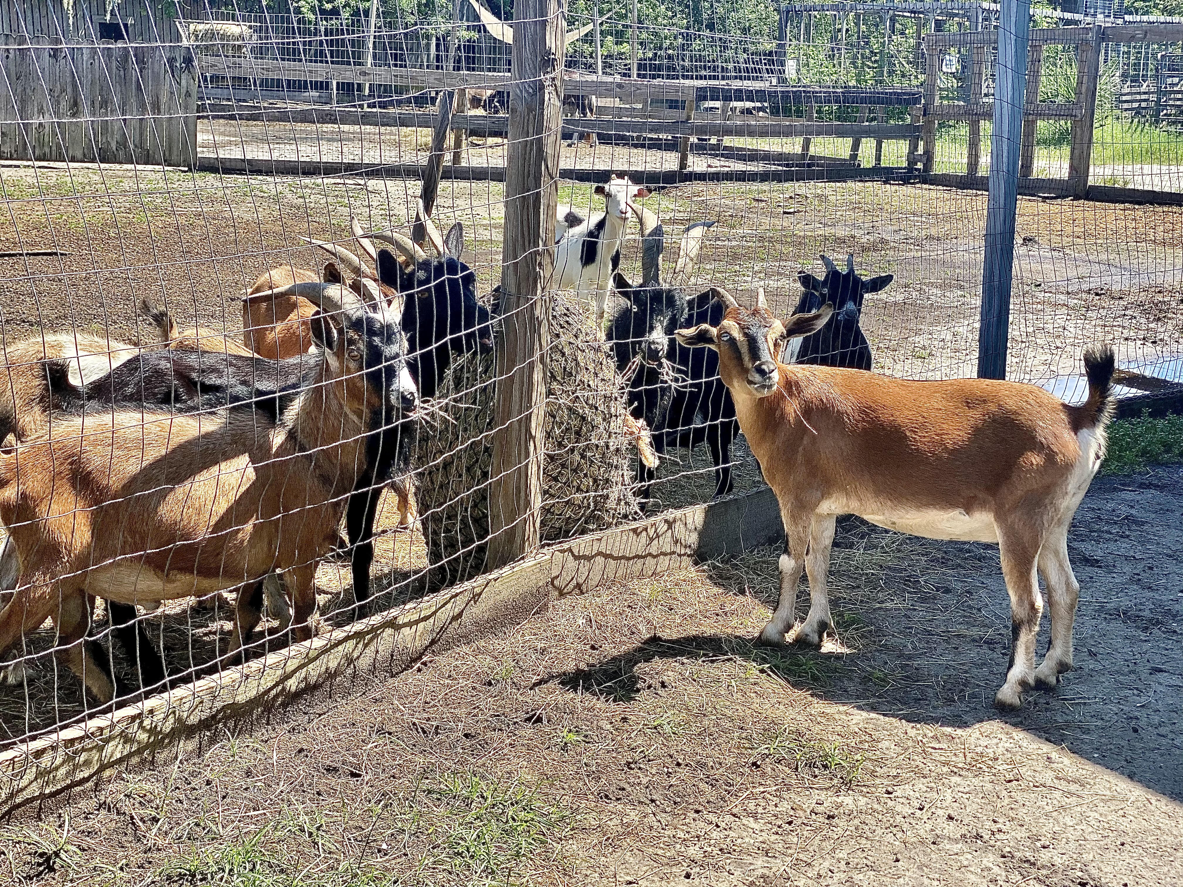 Giselle is THE G.O.A.T. of all goats.   ;)