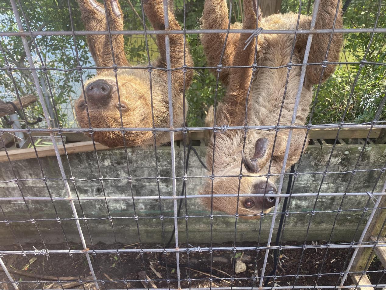 Louie and Lola, Merritt Island
